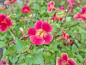 Preview: rote Gauklerblume - Mimulus cupreus 'Roter Kaiser'